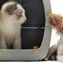 Pet Relocation